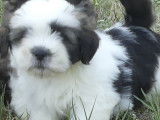 Disponibles 4 chiots mâles Lhassa Apso LOF