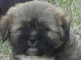 Disponibles 4 chiots mâles Lhassa Apso LOF
