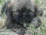 Disponibles 4 chiots mâles Lhassa Apso LOF