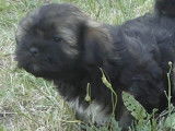 Disponibles 4 chiots mâles Lhassa Apso LOF