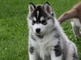 Disponibles des chiots Huskies LOF