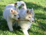 Disponibles des chiots Huskies LOF