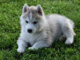 Disponibles des chiots Huskies LOF