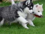 Disponibles des chiots Huskies LOF