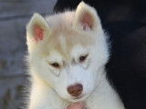 Disponibles des chiots Huskies LOF