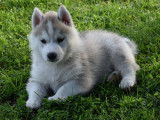 Disponibles des chiots Huskies LOF