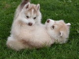 Disponibles des chiots Huskies LOF