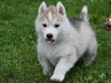 Disponibles des chiots Huskies LOF