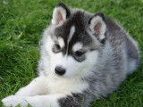 Disponibles des chiots Huskies LOF