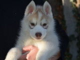 Disponibles des chiots Huskies LOF