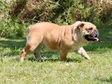 Chienne Bulldog Anglais fauve LOF de 3 ans à vendre