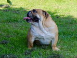 Chienne Bulldog Anglais fauve LOF de 3 ans à vendre