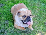Chienne Bulldog Anglais fauve LOF de 3 ans à vendre
