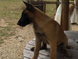 Deux chiots Malinois mâles LOF disponibles à la vente