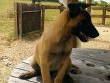 Deux chiots Malinois mâles LOF disponibles à la vente