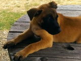 Deux chiots Malinois mâles LOF disponibles à la vente