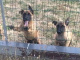 Deux chiots Malinois mâles LOF disponibles à la vente
