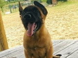 Deux chiots Malinois mâles LOF disponibles à la vente