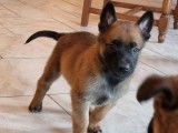 8 chiots Malinois LOF à réserver