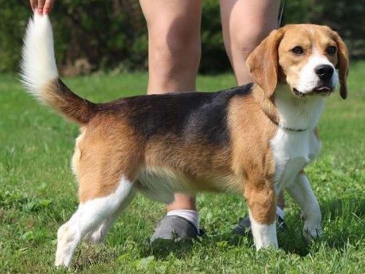 Chien Beagle LOF tricolore de 5 ans à vendre