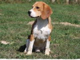 Chien Beagle LOF tricolore de 5 ans à vendre