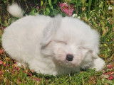 Chiot Coton de Tul&eacute;ar LOF m&acirc;le blanc disponible &agrave; l'achat