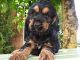 Deux chiots Cockers Anglais mâles LOF disponibles à la vente