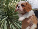 Chiot femelle Cavalier King Charles LOF blenheim à réserver