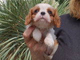 Chiot femelle Cavalier King Charles LOF blenheim à réserver