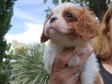 Chiot femelle Cavalier King Charles LOF blenheim à réserver