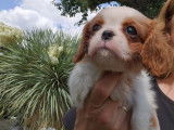Chiot femelle Cavalier King Charles LOF blenheim à réserver