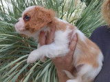 Chiot femelle Cavalier King Charles LOF blenheim à réserver