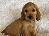 Vente de chiots Cockers Anglais golden (LOF)
