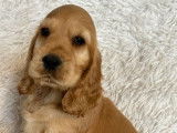 Vente de chiots Cockers Anglais golden (LOF)