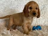 Vente de chiots Cockers Anglais golden (LOF)