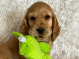 Vente de chiots Cockers Anglais golden (LOF)