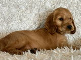 Vente de chiots Cockers Anglais golden (LOF)