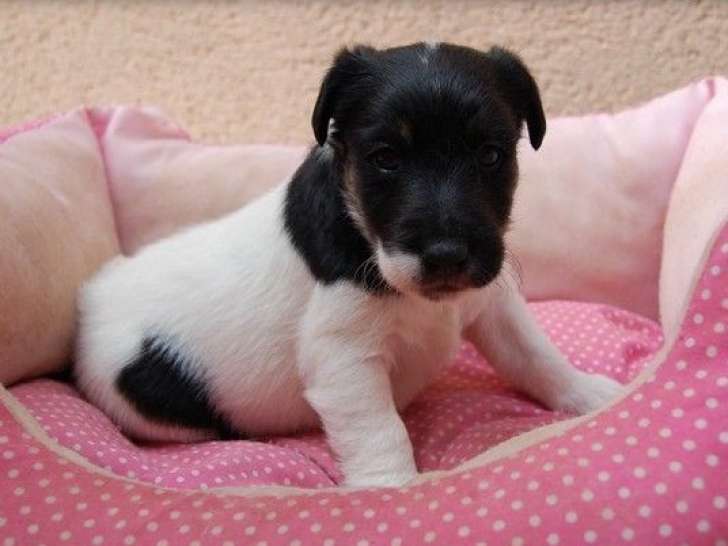 Trois chiots Fox Terriers noir et blanc LOF r server Petite