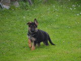 Chiots Bergers Allemands noir et feu (LOF), à vendre