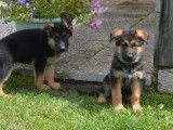 Chiots Bergers Allemands noir et feu (LOF), à vendre