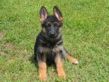 Chiots Bergers Allemands noir et feu (LOF), à vendre