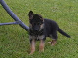 Chiots Bergers Allemands noir et feu (LOF), à vendre