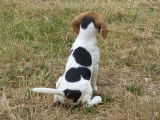 Vente d’un chiot Beagle femelle au pelage blanc tricolore (LOF)