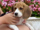Vente d’un chiot Beagle femelle au pelage blanc tricolore (LOF)