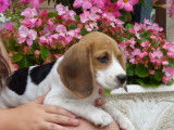 Vente d’un chiot Beagle femelle au pelage blanc tricolore (LOF)
