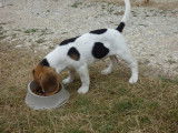 Vente d’un chiot Beagle femelle au pelage blanc tricolore (LOF)