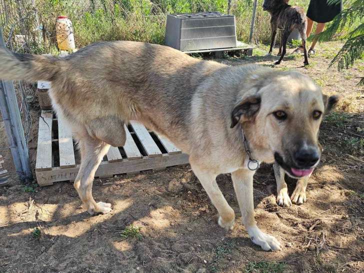 Chienne Mâtin Espagnol de 2 ans à donner