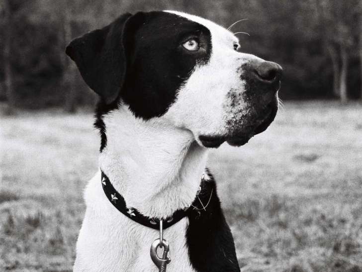 Chien de 5 ans à adopter