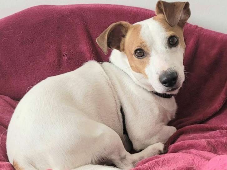 Chien Jack Russell Terrier de 5 ans à donner