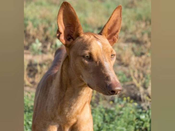 Chienne de 2 ans à donner